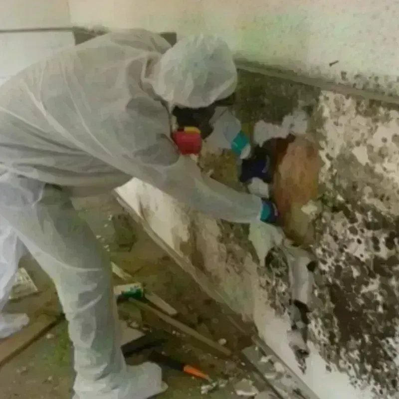 Mold Remediation and Removal in Corinth, NY